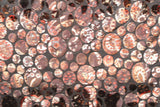 Paisley Dots Burnout Velvet Fabric - Teal, Brown Paisley Dots, 36" Width (1 Yard)
