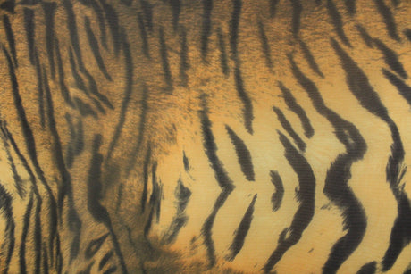 Elegant Tiger Printed Mesh Fabric - Tiger Print, 36" X 60" (1 Yard)