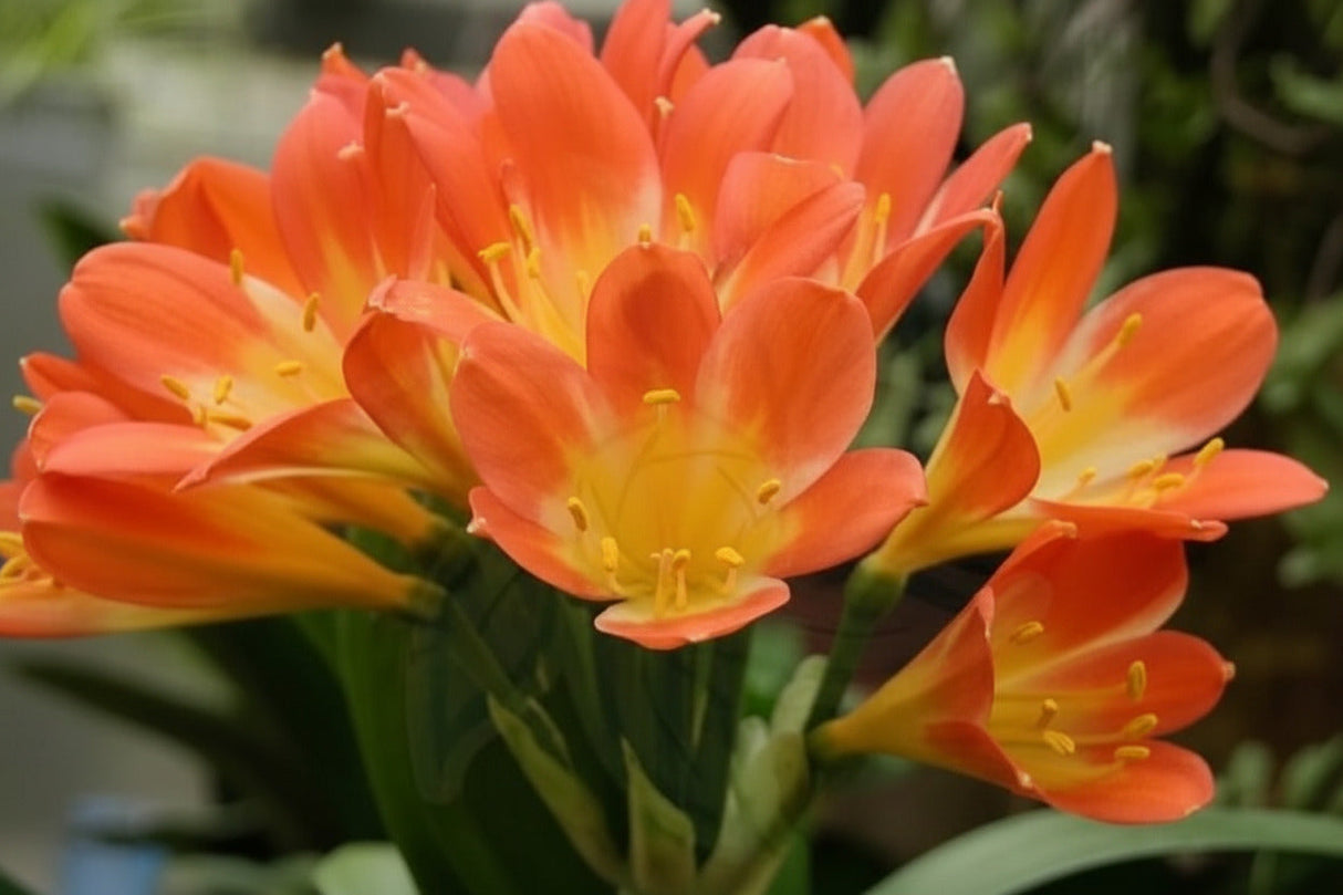 Clivia Bush Lily Young Japanese Daruma Compact Plant Orange