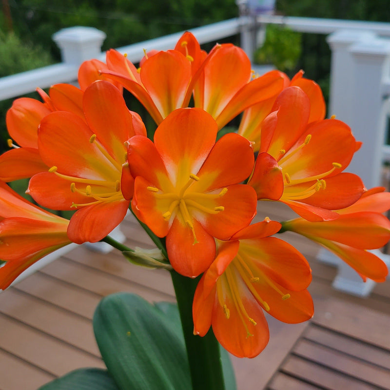 Compact Orange Clivia Seedling