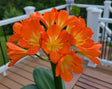 Compact Orange Clivia Seedling