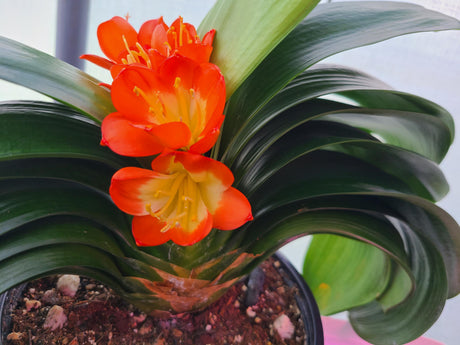 Plant Japanese Broad Leaf Compact Clivia Seedling