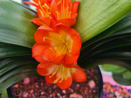 Plant Japanese Broad Leaf Compact Clivia Seedling
