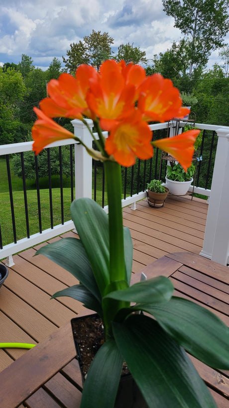 Compact Orange Clivia Seedling