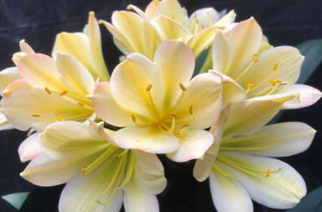 Clivia Plant Chinese Blush x Self Seedling