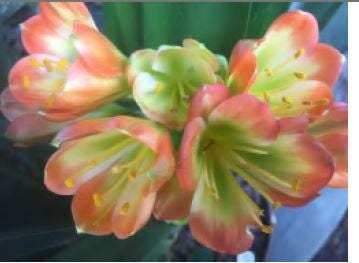 Clivia Seedlings Green Throat Hattori Plant