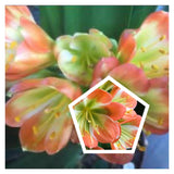 Clivia Seedlings Green Throat Hattori Plant