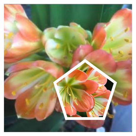Clivia Seedlings Green Throat Hattori Plant