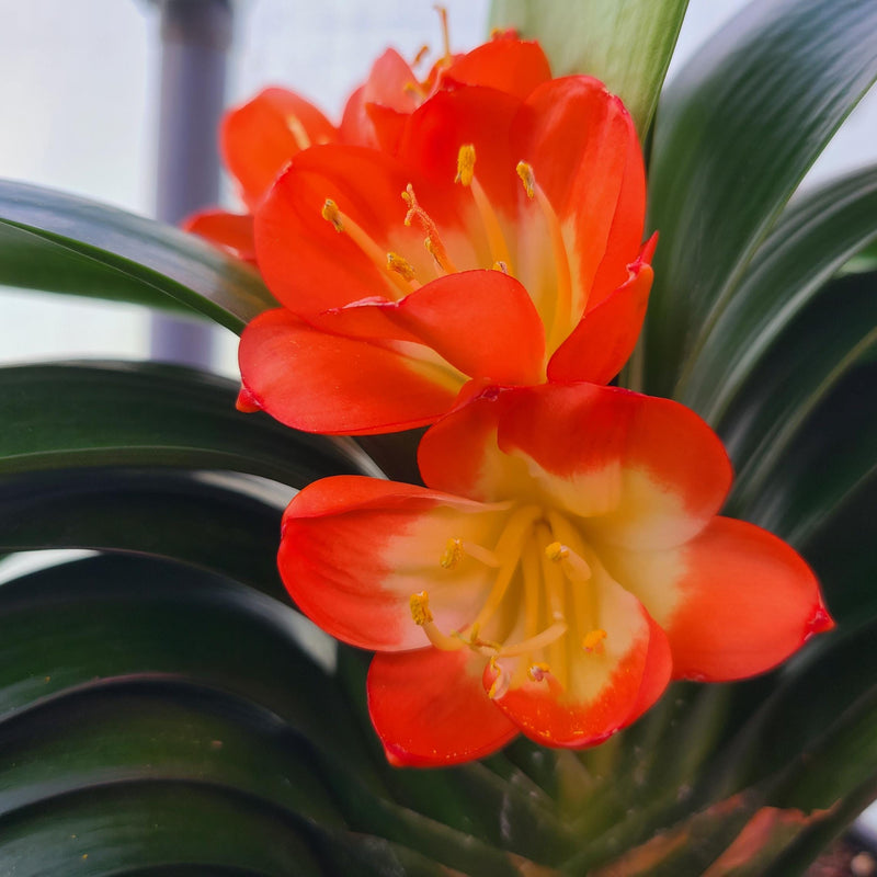 Plant Japanese Broad Leaf Compact Clivia Seedling
