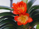 Plant Japanese Broad Leaf Compact Clivia Seedling