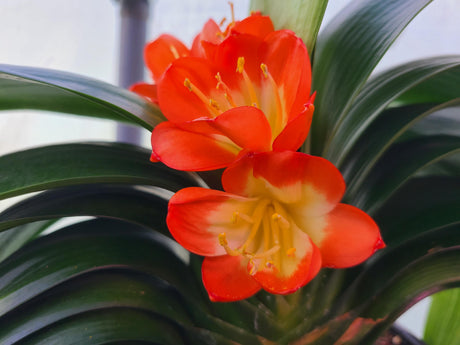 Plant Japanese Broad Leaf Compact Clivia Seedling