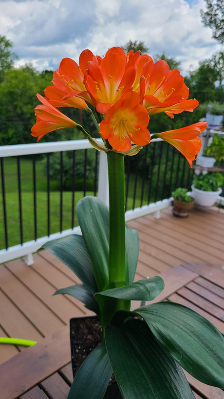 Compact Orange Clivia Seedling