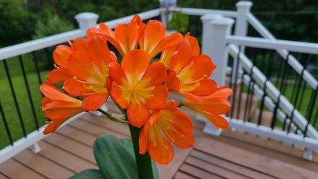 Compact Orange Clivia Seedling