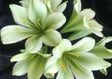 Clivia Seedling Japanese Hirao Plant