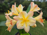 Clivia Fresh Seeds Hattori Bicolor x Tyra