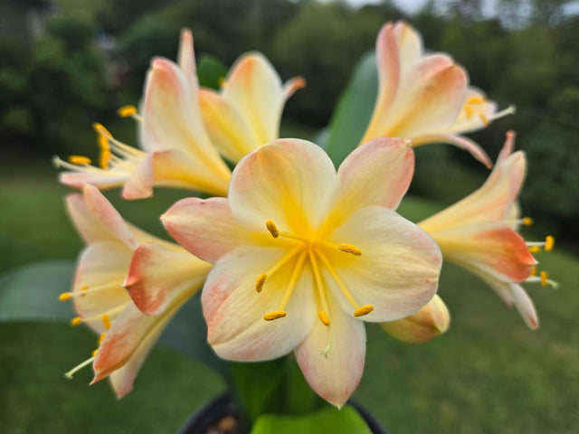 Clivia Fresh Seeds Hattori Bicolor x Tyra