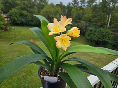 Clivia Fresh Seeds Hattori Bicolor x Tyra