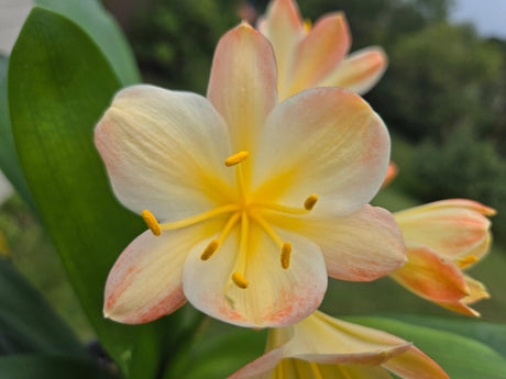 Clivia Fresh Seeds Hattori Bicolor x Tyra