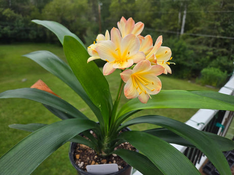 Clivia Fresh Seeds Hattori Bicolor x Tyra