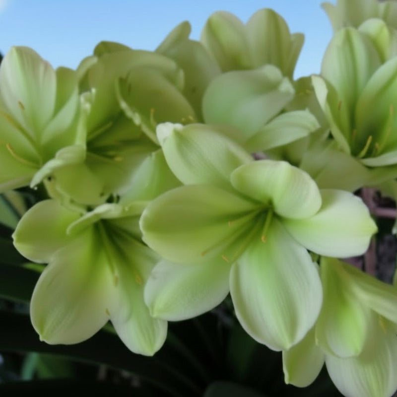 Clivia Seedling TK Creamy x Natal Yellow F1 x One Love