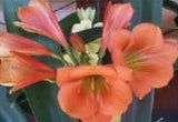 Clivia Interspecific Seedling Plant