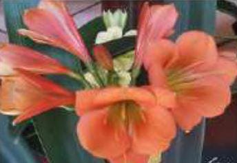 Clivia Interspecific Seedling Plant
