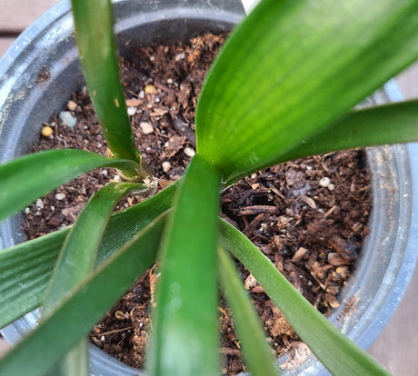 Clivia Seedling Cross Between Natal Yellow x Japanese Yellow Daruma and Dijon Mustard Blush