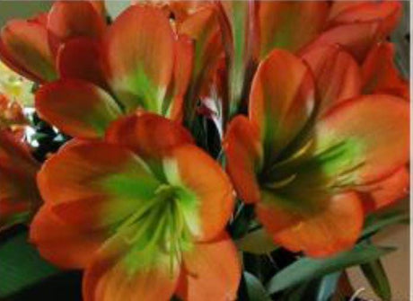 Clivia Seedling Hybrid Plant