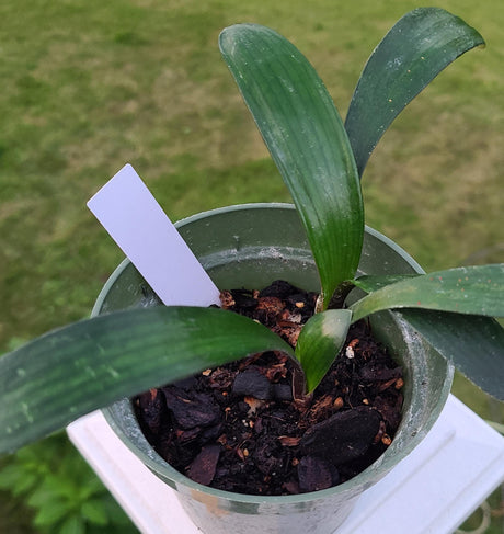 Clivia Seedling Cross Plant
