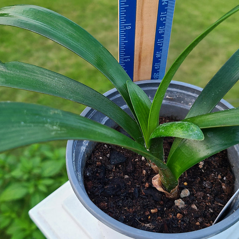 Clivia Seedling Hybrid Plant