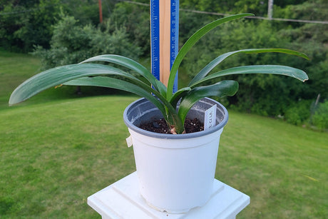 Clivia Seedling Hybrid Plant