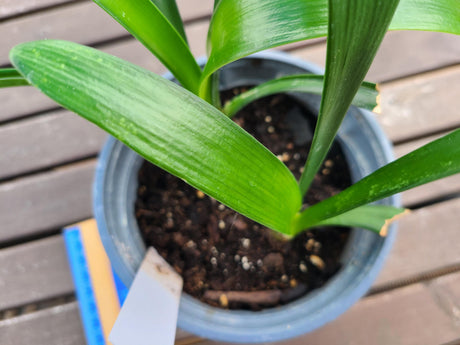 Clivia Interspecific Seedling Plant