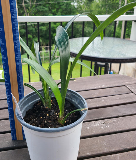 Clivia Interspecific Seedling Plant