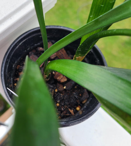 Clivia Seedling Cross Plant