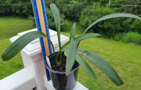 Clivia Seedling Cross Plant
