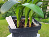 Clivia Seedling Cross of Nakamura Pale Yellow C. Miniata