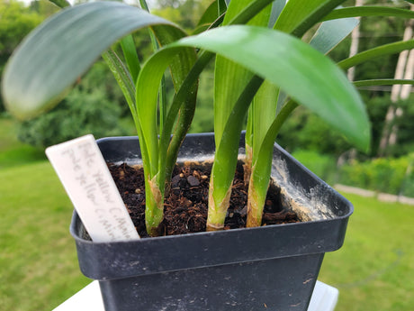 Clivia Seedling Cross of Nakamura Pale Yellow C. Miniata