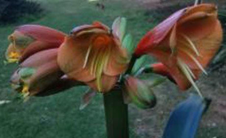 Clivia Seedling Hybrid Plant