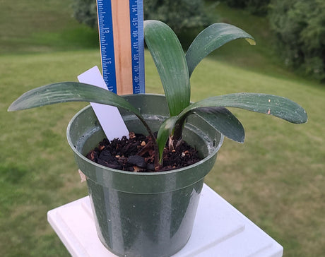 Clivia Seedling Cross Plant