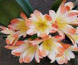 Clivia Interspecific Seedling Plant