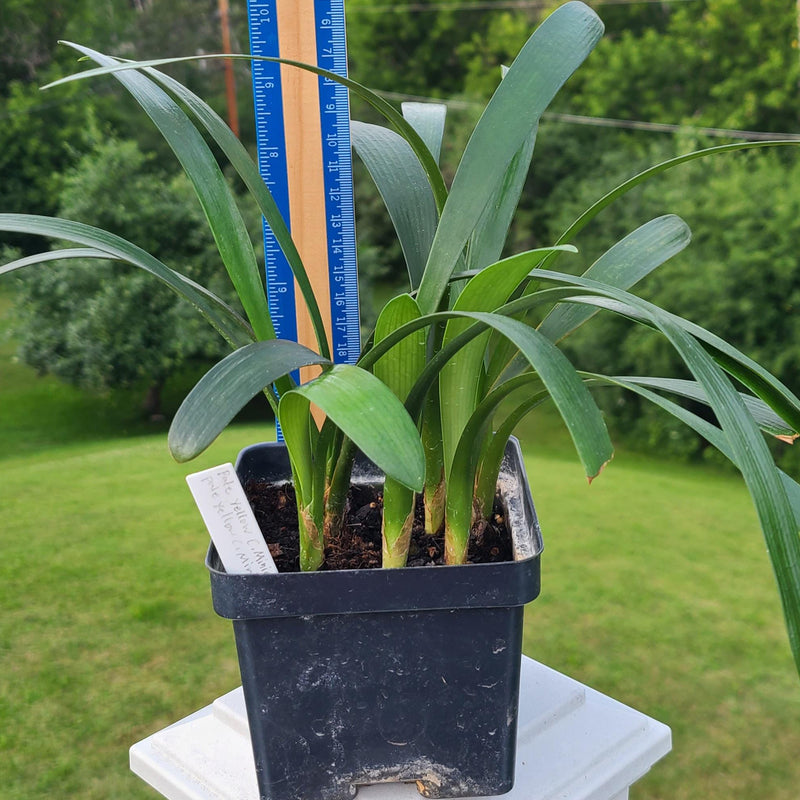Clivia Seedling Cross of Nakamura Pale Yellow C. Miniata
