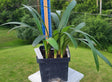 Clivia Seedling Cross of Nakamura Pale Yellow C. Miniata