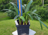 Clivia Seedling Cross of Nakamura Pale Yellow C. Miniata