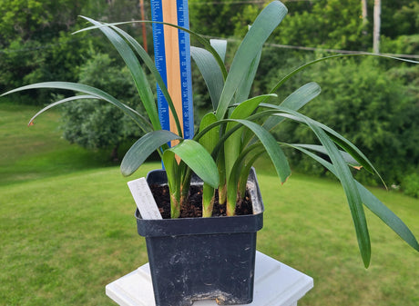 Clivia Seedling Cross of Nakamura Pale Yellow C. Miniata