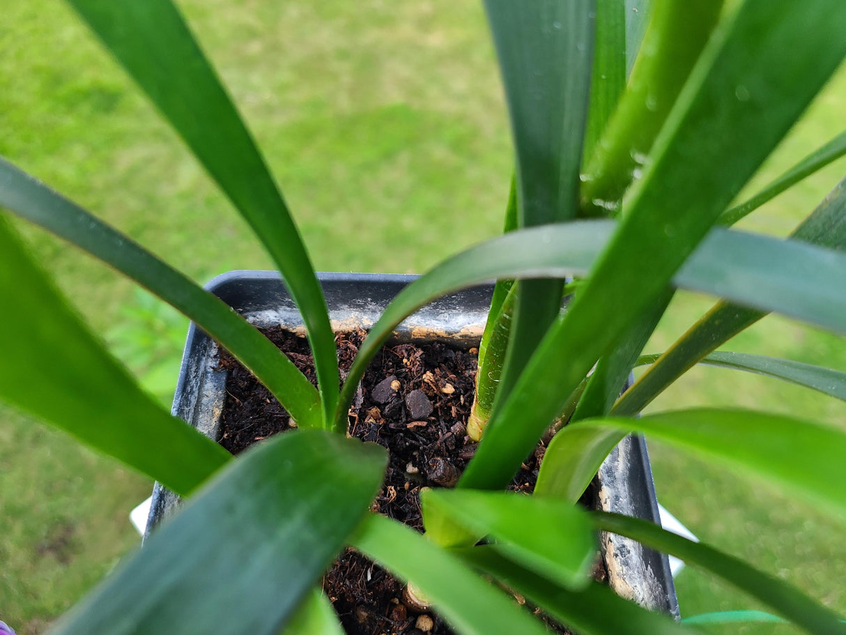 Clivia Seedling Cross of Nakamura Pale Yellow C. Miniata
