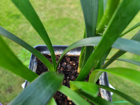 Clivia Seedling Cross of Nakamura Pale Yellow C. Miniata