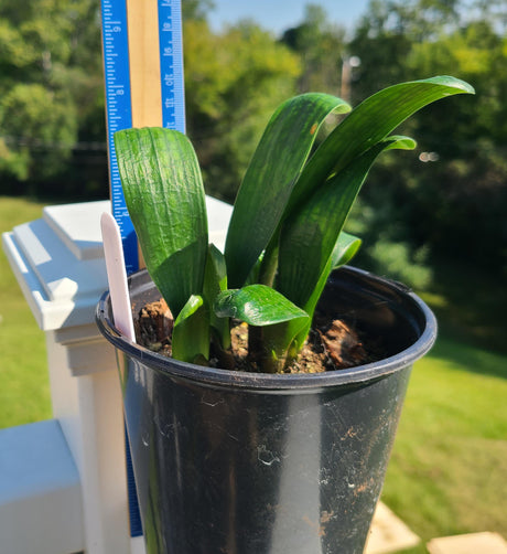 Clivia Seedling Malian Hutou Pearl Compact Broad Leaf Plant