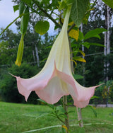 Angel's Trumpet Frosty Pink Rooted and Unrooted Cuttings