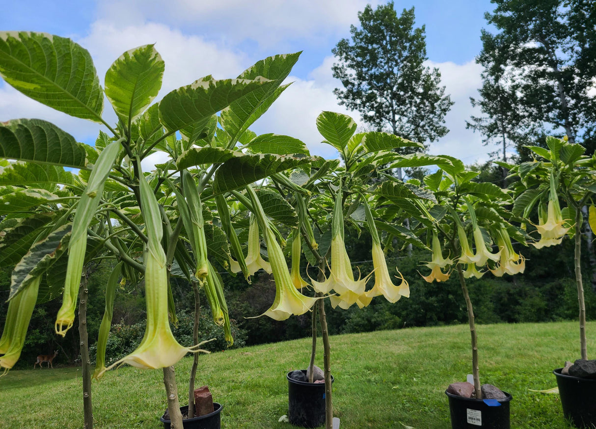 Plant Cuttings Variegated Brugmansia Angel's Trumpet