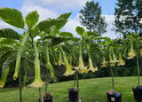 Plant Cuttings Variegated Brugmansia Angel's Trumpet